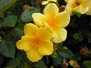 Baby Love rose photo