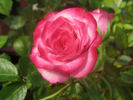 Baby Paradise ™ rose photo