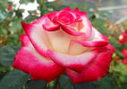 Baldo Villegas rose photo