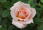 Barbara Mandrell ™ rose photo