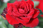 Black Ice rose photo