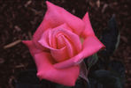 Bobby Charlton rose photo