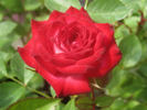 Boomerang rose photo