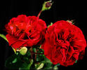 Braveheart ™ rose photo