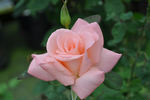 Bride rose photo