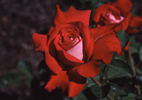 Caramba ® rose photo