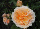 Celtic Pride rose photo