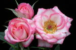 Child's Play™ rose photo
