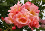 City Girl rose photo