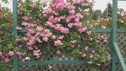 Climbing Pinkie rose photo