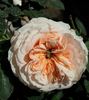October Moon rose photo