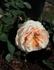 October Moon rose photo