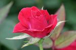 Debidue ™ rose photo
