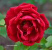 Ama rose photo