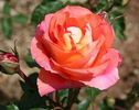 Glitzy Glam rose photo