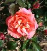 Glitzy Glam rose photo