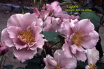 Lagoon rose photo