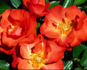 Disco Dancer rose photo