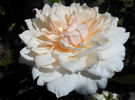 Dove rose photo