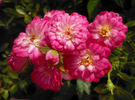 Elfinglo rose photo