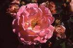 Ellen Poulsen rose photo