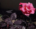 Hot Salsa! rose photo