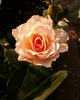 Marjorie Marshall rose photo