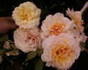 Marjorie Marshall rose photo