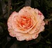 Marjorie Marshall rose photo
