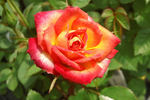Fireworks ™ rose photo