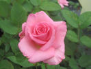 Flawless ™ rose photo