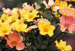 Flutterbye ™ rose photo