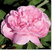 Fragrant Masterpiece rose photo