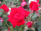 Galaxy rose photo