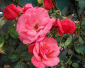 Galway Bay® rose photo