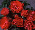 George Vancouver rose photo