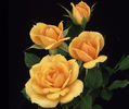 Gingerbread Man rose photo