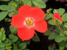 Gizmo™ rose photo