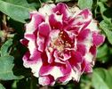 Baron Girod de l'Ain sport rose photo