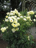 Good Ol' Summertime rose photo