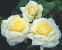 Good Ol' Summertime rose photo