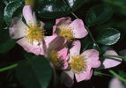 Green Snake rose photo