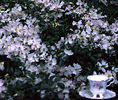 Green Snake rose photo
