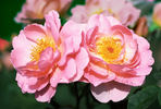 Hero ® rose photo