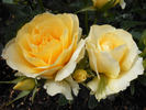 Honor Elizabeth rose photo