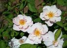 Bass Tone rose photo