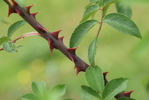 R. filipes rose photo