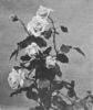 Frau Lilla Rautenstrauch rose photo