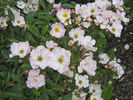 Honeyflow rose photo