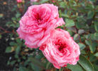 Judy Fischer rose photo